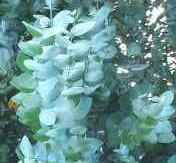 Silver Dollar Eucalyptus, Silver Dollar Gum, Argyle apple, Eucalyptus cinerea